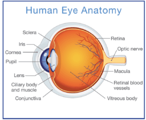 Night Blindness Facts - HSSE WORLD